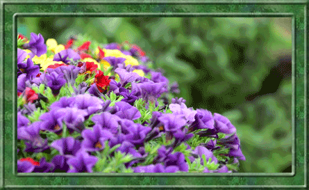 fiori